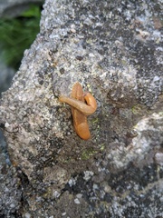 Arion fasciatus