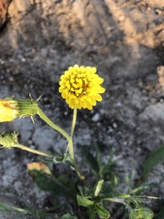 Pyrrhopappus grandiflorus