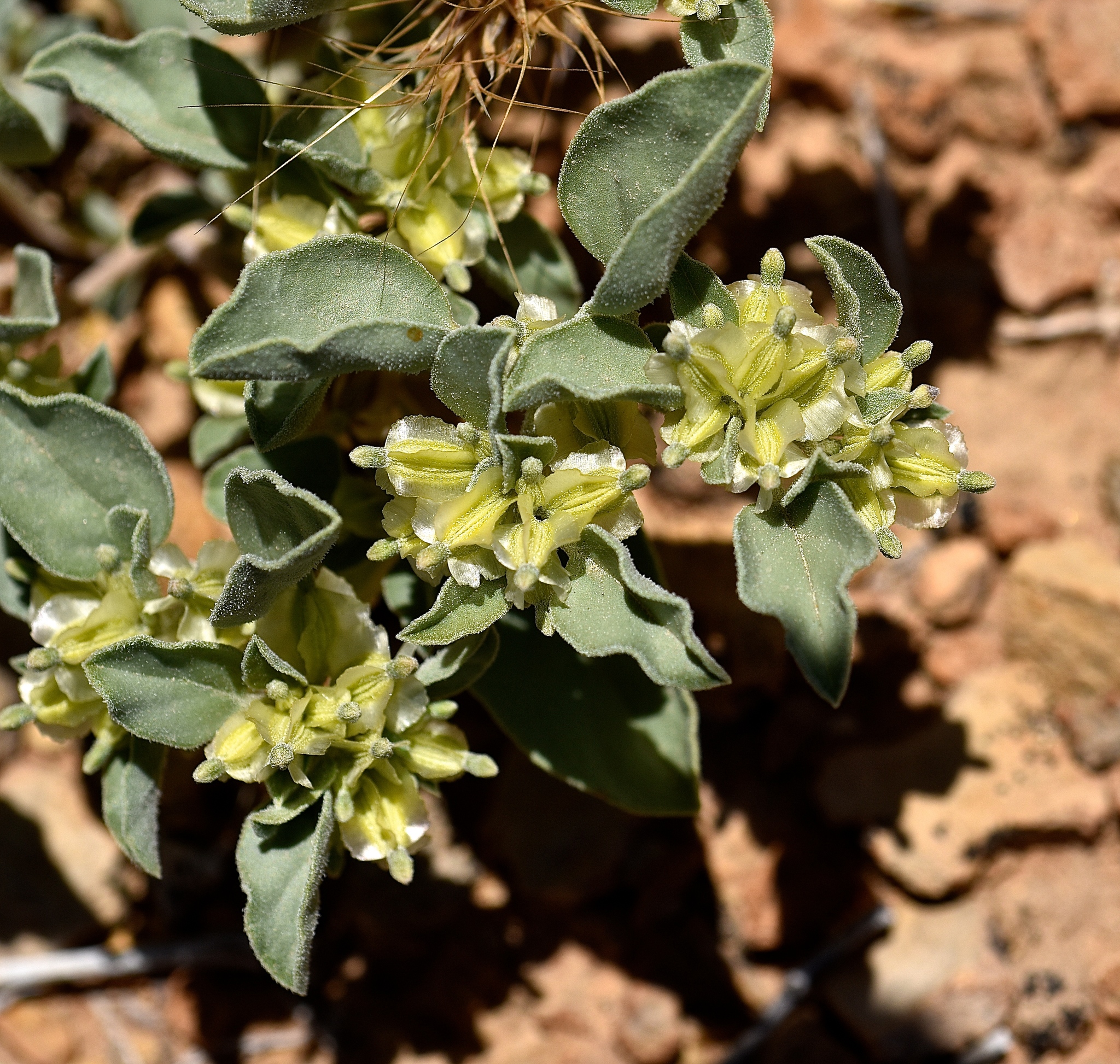 Acleisanthes nevadensis