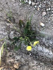 Pyrrhopappus grandiflorus