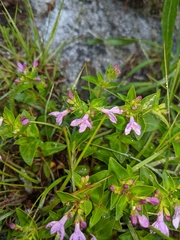 Houstonia montana