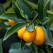 Kumquat - Photo (c) Manuel Martín Vicente, some rights reserved (CC BY-NC-ND)