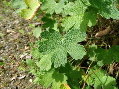 Geranium peloponesiacum