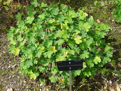 Geranium peloponesiacum
