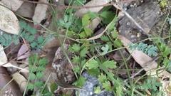 Sanguisorba verrucosa