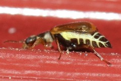 Attalus scincetus