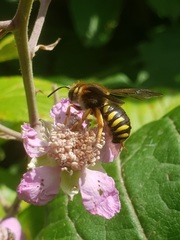 Rhodanthidium