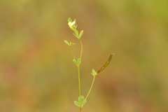 Acmispon parviflorus