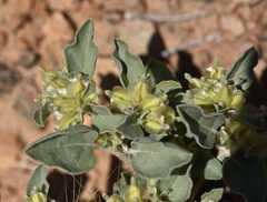 Acleisanthes nevadensis