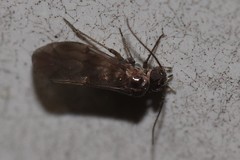 Peripsocus