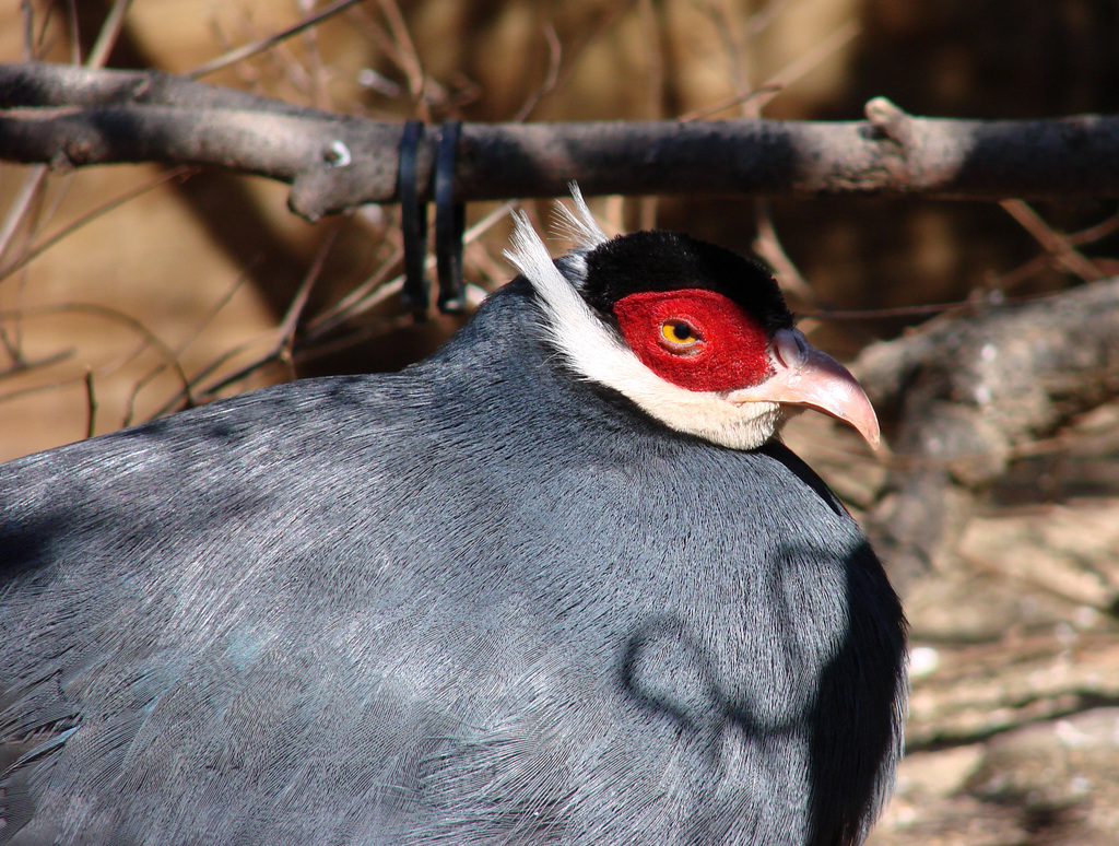 Blue Eared-Pheasant (Crossoptilon auritum) photo