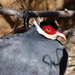 Blue Eared-Pheasant - Photo (c) marcore!, some rights reserved (CC BY)