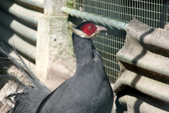 Blue Eared-Pheasant photo 2