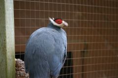 Blue Eared-Pheasant photo 3