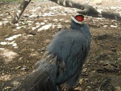 Blue Eared-Pheasant photo 4