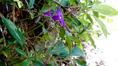 Campanula lusitanica lusitanica