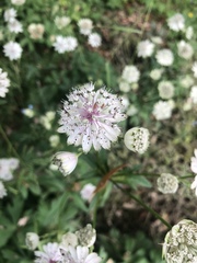 Astrantia major