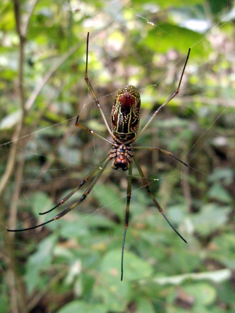 Trichonephila clavipes image