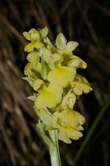 Orchis pallens