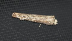 Ortholomia moluccana