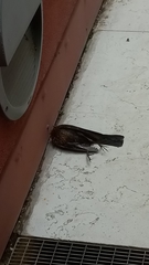 Turdus merula