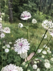 Astrantia major