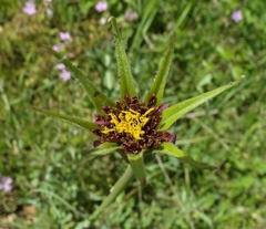 Tragopogon porrifolius porrifolius