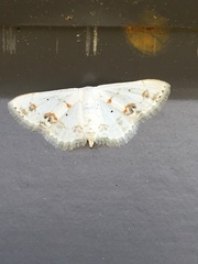 Scopula lautaria