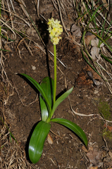 Orchis pallens