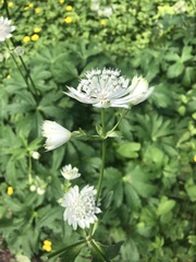 Astrantia major