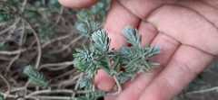 Sedum griseum