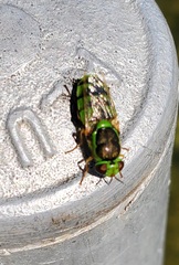 Odontomyia cincta