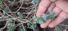 Sedum griseum
