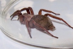 Gnaphosidae