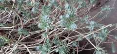 Sedum griseum
