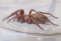 Gnaphosidae