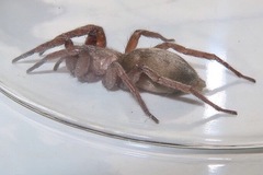 Gnaphosidae