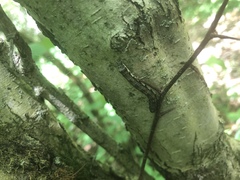 Orthosia rubescens