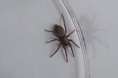 Gnaphosidae