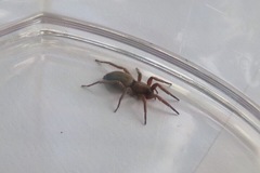 Gnaphosidae