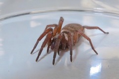 Gnaphosidae