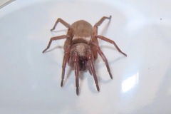 Gnaphosidae