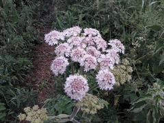 Heracleum sphondylium