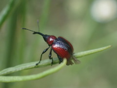 Mecorhis ungarica
