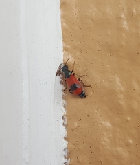 Anthocomus equestris