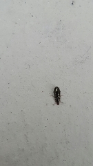 Salpingus planirostris