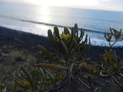 Cneorum pulverulentum