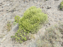 Euphorbia aphylla