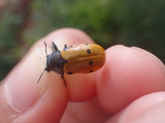 Lachnaia sexpunctata