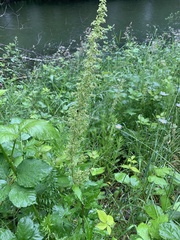 Rumex confertus